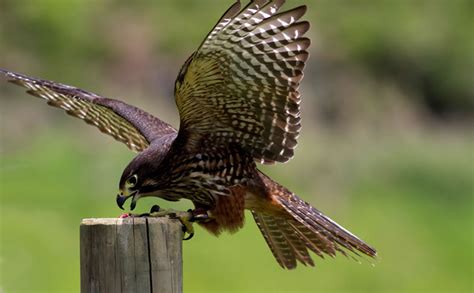 Falcon Facts Types Classification Habitat Diet Adaptations