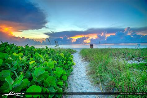 A Path Leading To The Beach With Green Plants On Both Sides And Sunset