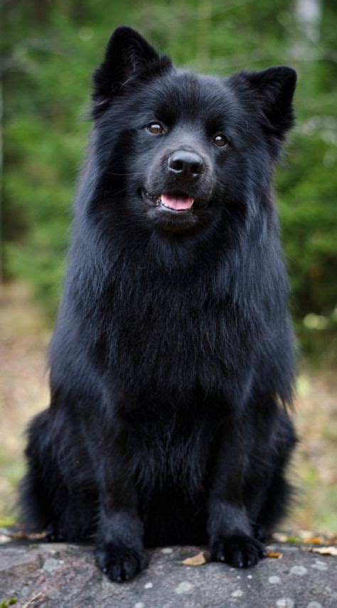 36 Best Black Chow Chow Ideas Black Chow Chow Chow Chow Chow Chow Dogs