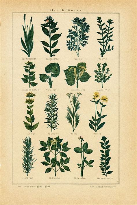 1897 Antique Medicinal Herbs Ii Print 115 Years Old Antique Print Via