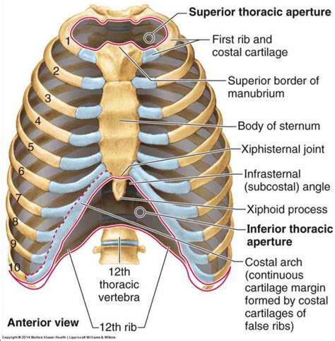 As part of the bony thorax, the ribs protect the internal thoracic organs. Anatomy Of Sternum And Ribs | MedicineBTG.com