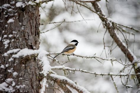 Cool Facts About How Birds Survive Winter Bird Buddy Blog