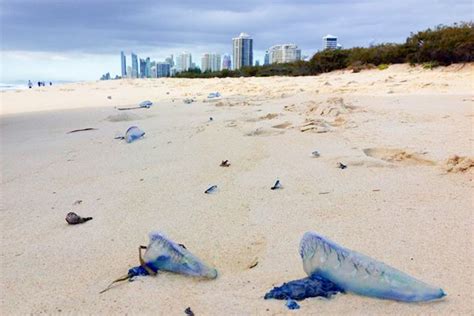 Bluebottle Stings Up 900 Per Cent In Queensland Where Did They All
