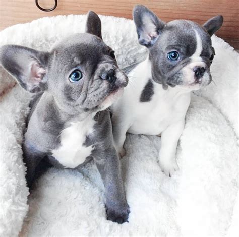 French bulldog litter of puppies for sale near texas, houston, usa. French Bulldog Puppies For Sale | Houston, TX #295762