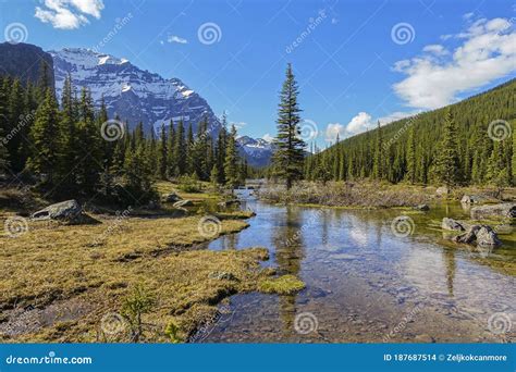 Isolated Pine Tree Forest Alpine Meadow Nature Landscape Canadian Rocky
