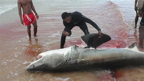 Petition · End Shark Finning Ethiopia ·