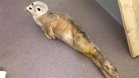 Injured Seal Pup Rescued In Alderney Bbc News