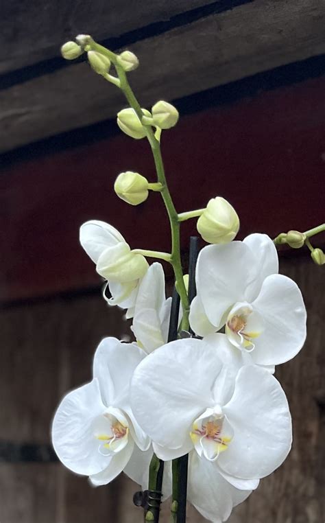 Festive Orchid Elegance East Dulwich Flowers