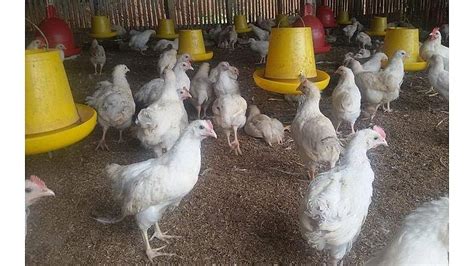Jamu mulai diberikan pada ayam broiler pada usia 16 hari sampai panen. Harga Ayam Broiler di Peternak Semakin Terpuruk ...