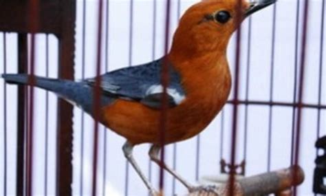 Tubuh burung cililin yang jantan cenderung panjang dan lencir. Perbedaan Blackthroat Jantan Dan Betina Om Kicau : Cara ...