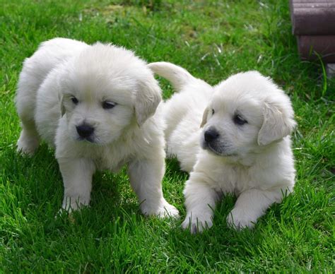 Find golden retriever puppies near you at lancaster puppies. Golden Retriever Puppies For Sale | Seattle, WA #329596