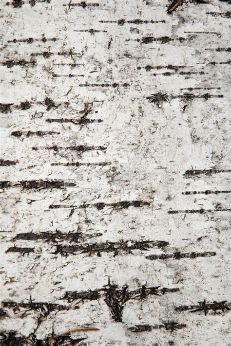 Close Up Texture Of Birch Bark Background Close Up Texture Of Birch