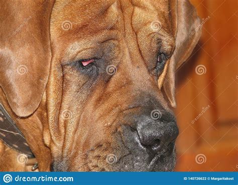 Head Dog Breed Boerboel Stock Photo Image Of Animal