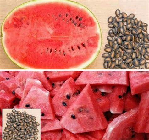 Health Benefits Of Watermelon Seeds Thingscouplesdo
