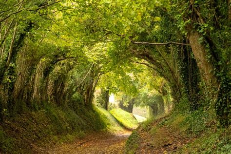 Luz Al Final Del Túnel Túnel De árbol Halnaker En El Oeste De Sussex