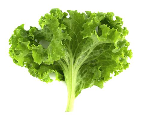 33927 Salad Leaf Lettuce Isolated White Background Stock Photos Free
