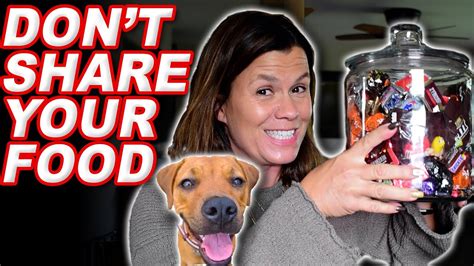 What is eat your own dog food? Common Foods Your Dog Should Never Eat - YouTube