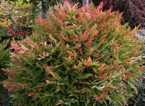 Check spelling or type a new query. Flowering Evergreen Shrubs Zone 6 / 85 best images about ...