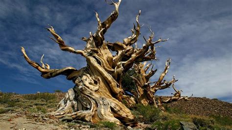 Worlds Top 10 Oldest Trees In 2016 Youtube