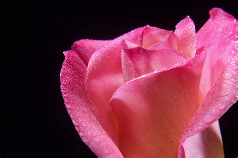 Pink Rose Macro Study Photograph By Steven Reid Fine Art America