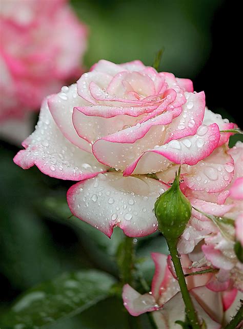 Raindrops On Roses Rosas Rosas De Chá Híbridas E Flores
