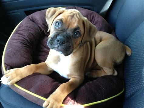 New Boxer Puppy Owner Boxer Breed Dog Forums