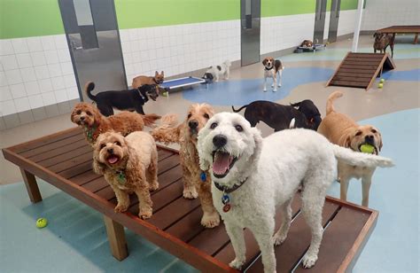 Tips For Choosing The Best Dog Boarding Facility Ultra Cavallsdelvent