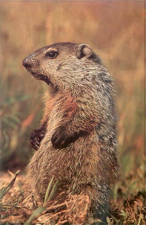 Woodchuckgroundhog Marmota Monax 북미마모트우드척그라운드혹 Image Only