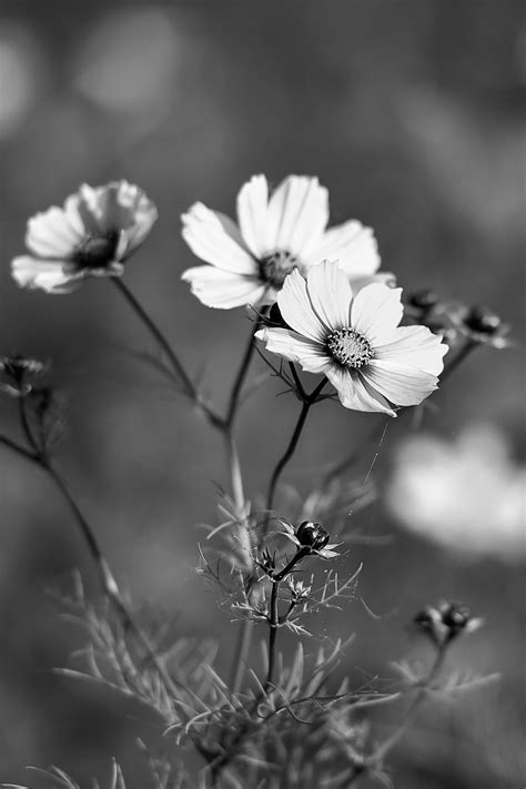 Browse 34,373 black and white flower photography stock photos and images available, or search for black and white books to find more great stock photos and pictures. Black and White Flower Photography | Flowers photography ...