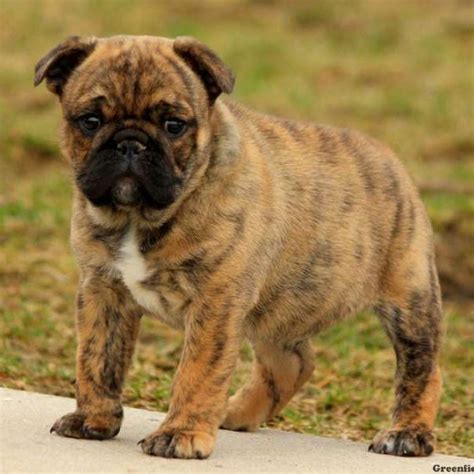 English bulldogs puppies eyes are not completely focused and will improve in time. The Best Parrots In The World: English Bulldog Puppies For ...