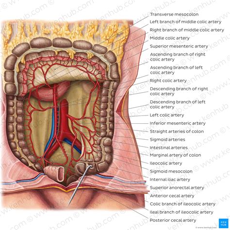 Large Intestine Parts In Order Bios Pics