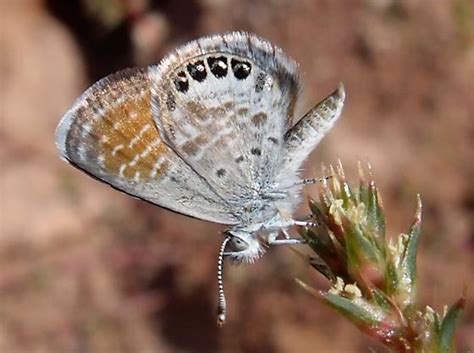 Brephidium Exilis Western Pygmy Blue Brephidium Exile Bugguidenet