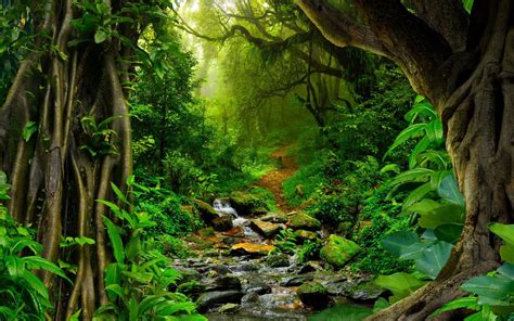Amazon Rainforest Desktop Wallpapers Top Free Amazon Rainforest
