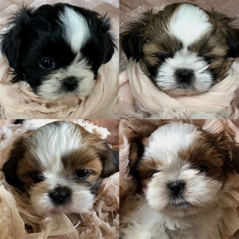 Shih tzu giving birth to 5 puppies | amazing experience!!! Pin by Angela J. Tardiff on Shih Tzu | Shitzu puppies, Cute baby animals, Shih tzu puppy