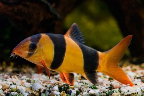Clown Loach Fish Info Care Sheet Compatibility Pictures