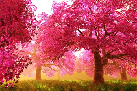 A Guide To Washington Dcs Famed National Cherry Blossom Festival