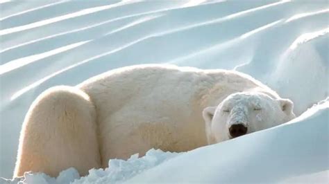 How Long Do Polar Bears Sleep Polar Bear Sleeping Habits Polar