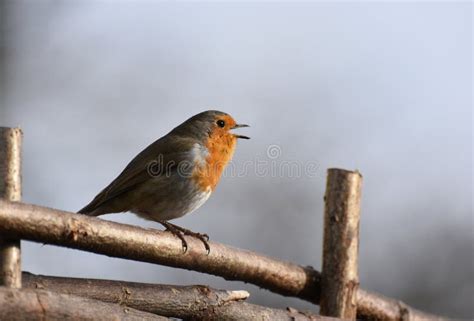 Robin Bird Singing In The Sunshine Stock Photo Image Of Beautiful