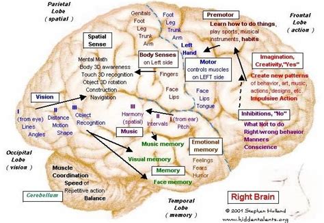 Hidden Talents Brain 13 Print Brain Maps