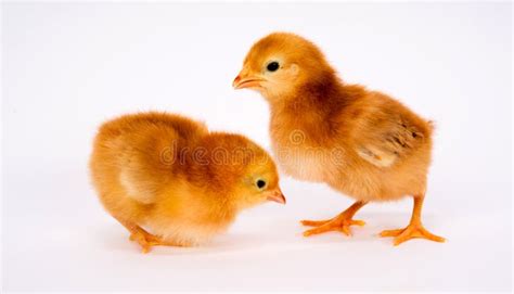 Baby Chick Newborn Farm Chickens Standing White Rhode Island Red Stock