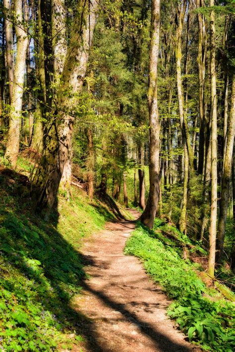 Free Images Tree Path Grass Hiking Sunlight Leaf Solitude