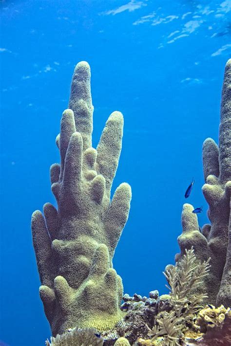 Pillar Coral Underwater World Coral Coral Reef
