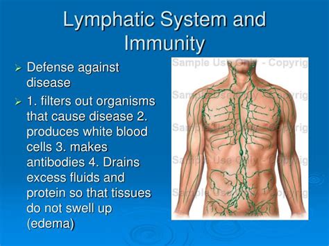 Ppt Lymphatic System And Immunity Powerpoint Presentation Free