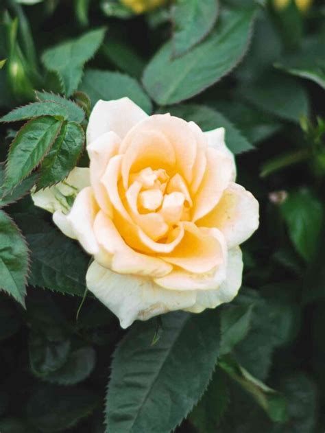 Miniature Roses Care 7 Tips For Growing Miniature Roses My Home Garden