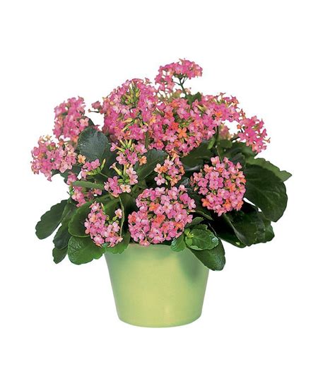 They are about the same size as they were when i brought them. Pink Kalanchoe - TF131-1 ($46.76)