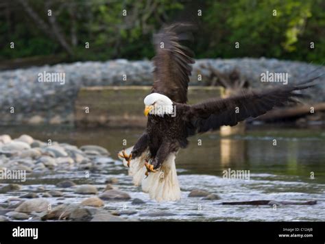 Bald Eagle With Talons Out Diving And About To Take A Fish From The
