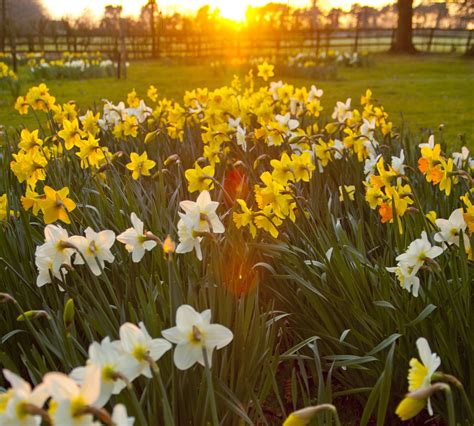 We make it easy to send online flowers. Daffodils | Send flowers online, Same day flower delivery ...