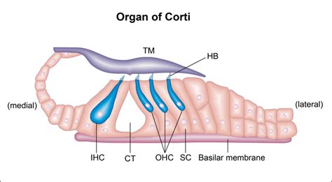 Schematic Representation Of The Organ Of Corti The Figure Shows The