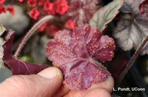 However, heuchera rust is bec… more. Greenhouse Update Photo Library | UMass Center for ...