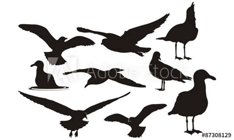 Seagulls Silhouette At Getdrawings Free Download